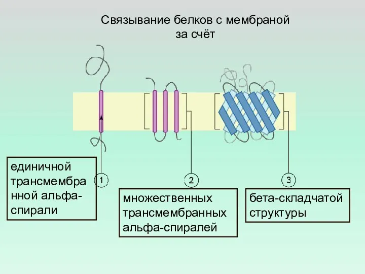 Связывание белков с мембраной за счёт единичной трансмембранной альфа-спирали множественных трансмембранных альфа-спиралей бета-складчатой структуры