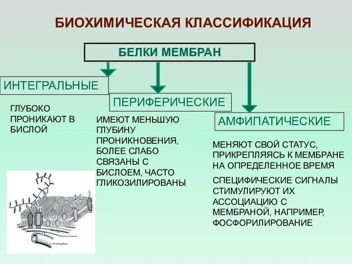 БЕЛКИ МЕМБРАН ИНТЕГРАЛЬНЫЕ ПЕРИФЕРИЧЕСКИЕ БИОХИМИЧЕСКАЯ КЛАССИФИКАЦИЯ МЕНЯЮТ СВОЙ СТАТУС, ПРИКРЕПЛЯЯСЬ К