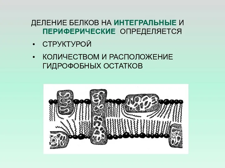 ДЕЛЕНИЕ БЕЛКОВ НА ИНТЕГРАЛЬНЫЕ И ПЕРИФЕРИЧЕСКИЕ ОПРЕДЕЛЯЕТСЯ СТРУКТУРОЙ КОЛИЧЕСТВОМ И РАСПОЛОЖЕНИЕ ГИДРОФОБНЫХ ОСТАТКОВ