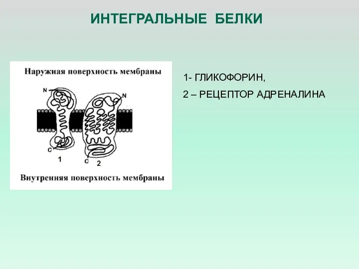 ИНТЕГРАЛЬНЫЕ БЕЛКИ 1- ГЛИКОФОРИН, 2 – РЕЦЕПТОР АДРЕНАЛИНА