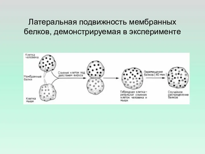 Латеральная подвижность мембранных белков, демонстрируемая в эксперименте