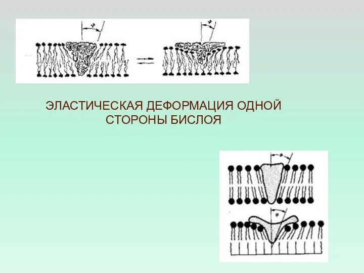 ЭЛАСТИЧЕСКАЯ ДЕФОРМАЦИЯ ОДНОЙ СТОРОНЫ БИСЛОЯ