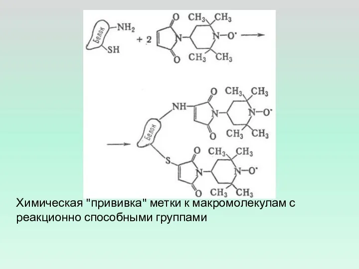 Химическая "прививка" метки к макромолекулам с реакционно способными группами