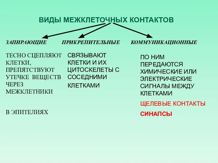 ЗАПИРАЮЩИЕ ПРИКРЕПИТЕЛЬНЫЕ КОММУНИКАЦИОННЫЕ ВИДЫ МЕЖКЛЕТОЧНЫХ КОНТАКТОВ ТЕСНО СЦЕПЛЯЮТ КЛЕТКИ, ПРЕПЯТСТВУЮТ УТЕЧКЕ