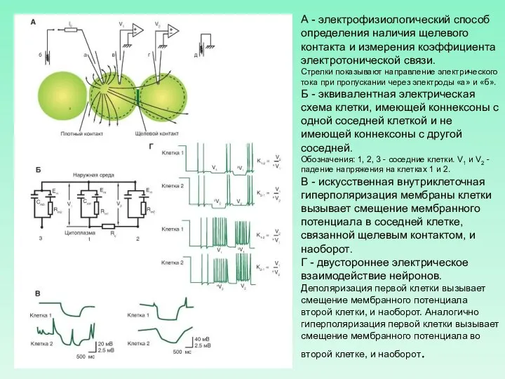 А - электрофизиологический способ определения наличия щелевого контакта и измерения коэффициента