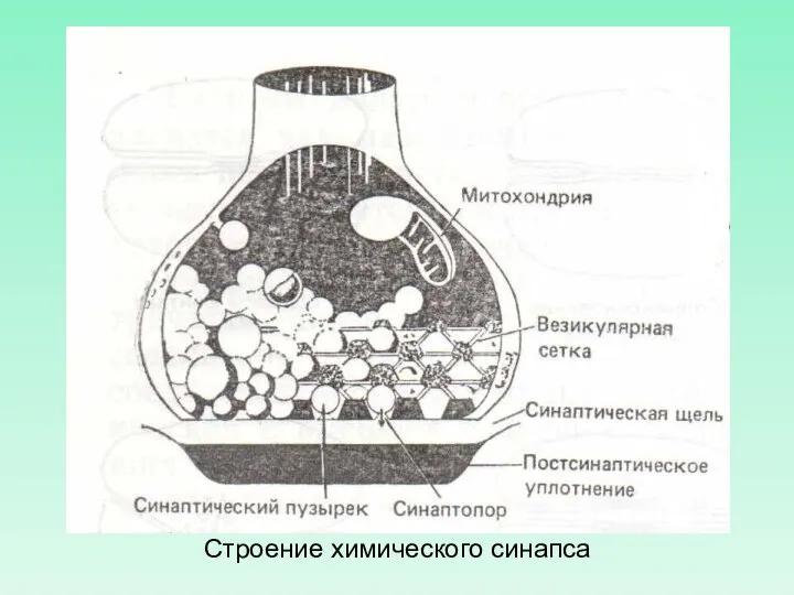 Строение химического синапса