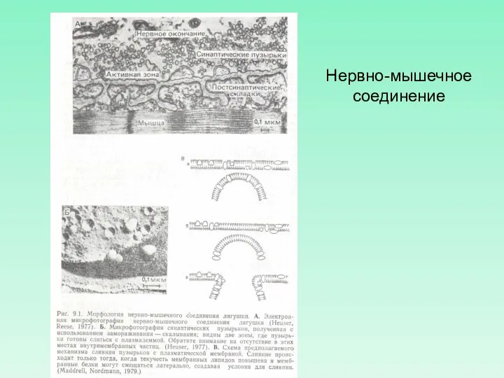 Нервно-мышечное соединение