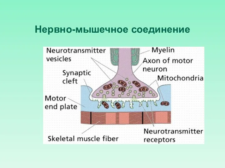 Нервно-мышечное соединение