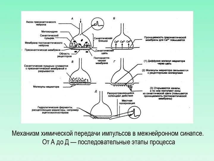 Механизм химической передачи импульсов в межнейронном синапсе. От А до Д — последовательные этапы процесса