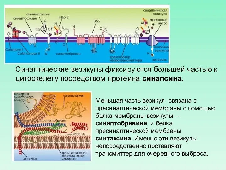 Синаптические везикулы фиксируются большей частью к цитоскелету посредством протеина синапсина. Меньшая