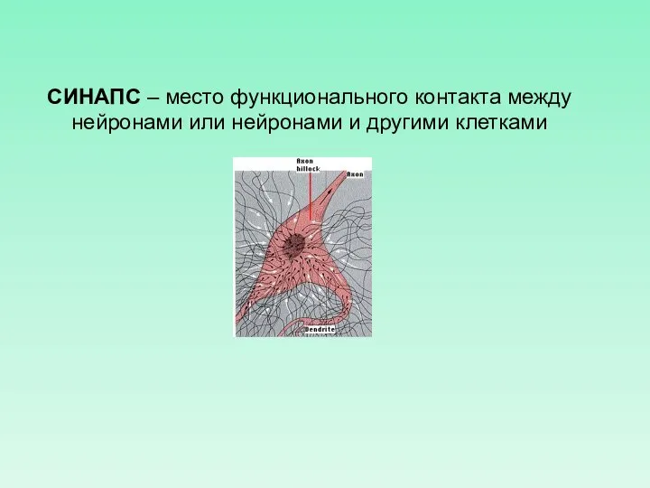 СИНАПС – место функционального контакта между нейронами или нейронами и другими клетками