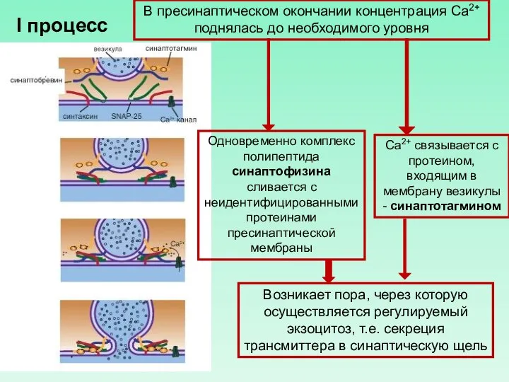 В пресинаптическом окончании концентрация Ca2+ поднялась до необходимого уровня Ca2+ связывается