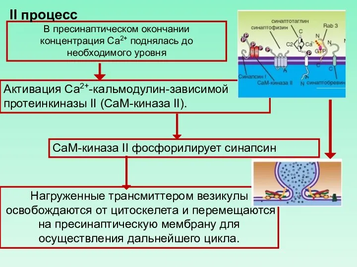 Нагруженные трансмиттером везикулы освобождаются от цитоскелета и перемещаются на пресинаптическую мембрану