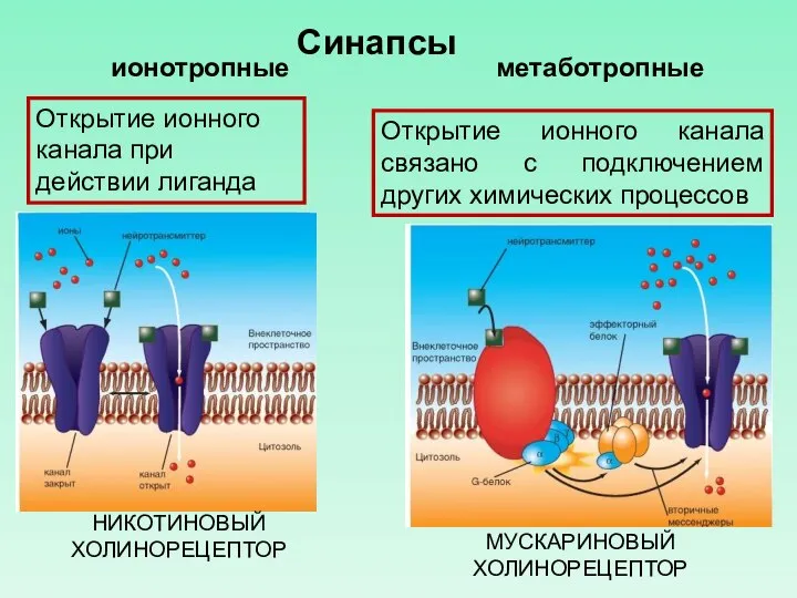 ионотропные метаботропные Синапсы Открытие ионного канала при действии лиганда Открытие ионного