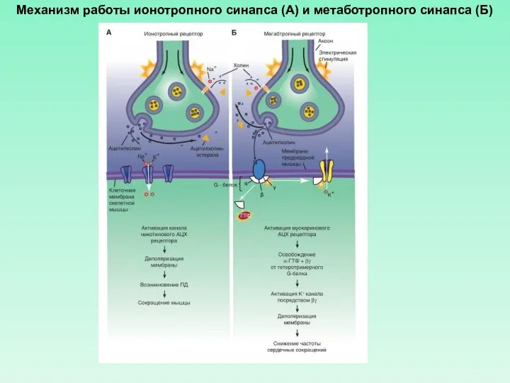 Механизм работы ионотропного синапса (А) и метаботропного синапса (Б)
