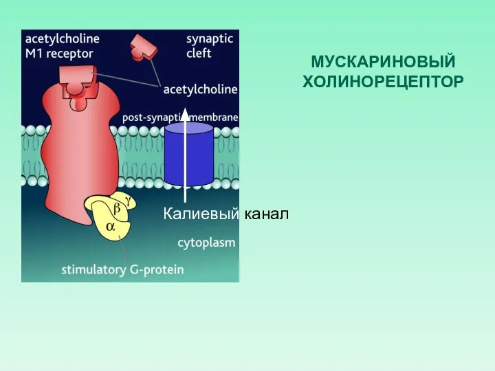 МУСКАРИНОВЫЙ ХОЛИНОРЕЦЕПТОР Калиевый канал