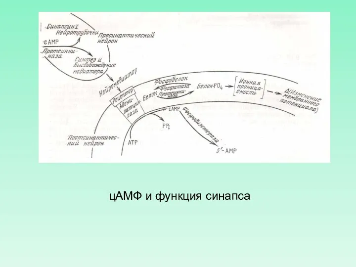 цАМФ и функция синапса