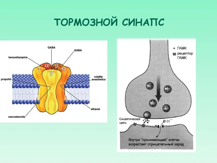 ТОРМОЗНОЙ СИНАПС