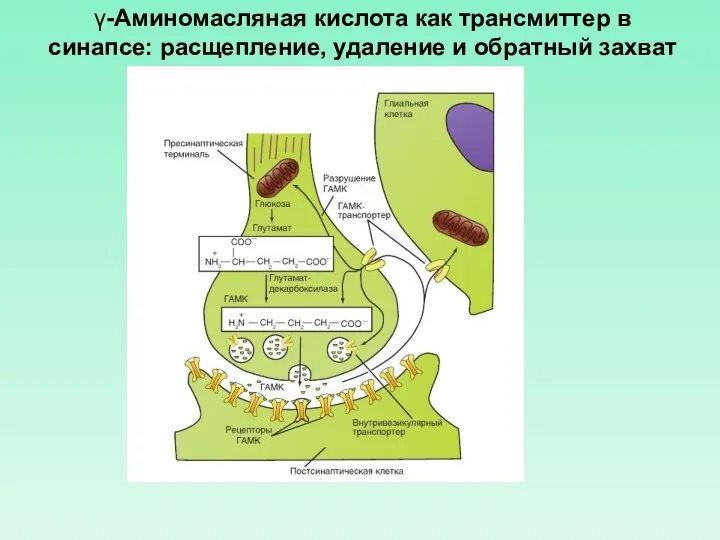 γ-Аминомасляная кислота как трансмиттер в синапсе: расщепление, удаление и обратный захват