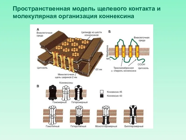 Пространственная модель щелевого контакта и молекулярная организация коннексина