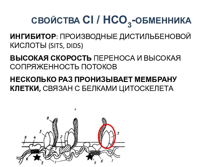 СВОЙСТВА Сl / НСО3-ОБМЕННИКА ИНГИБИТОР: ПРОИЗВОДНЫЕ ДИСТИЛЬБЕНОВОЙ КИСЛОТЫ (SITS, DIDS) ВЫСОКАЯ