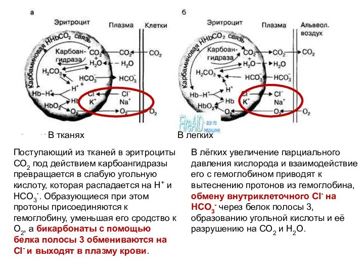 В тканях В легких В лёгких увеличение парциального давления кислорода и
