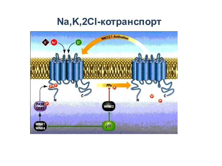 Na,K,2Cl-котранспорт