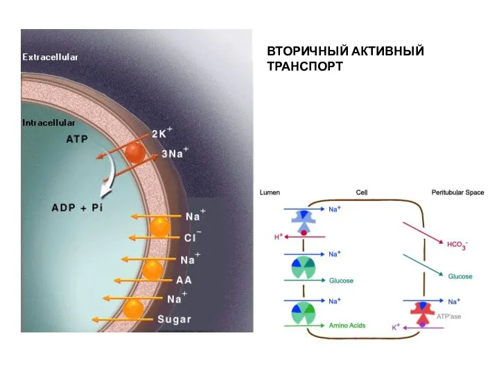 ВТОРИЧНЫЙ АКТИВНЫЙ ТРАНСПОРТ