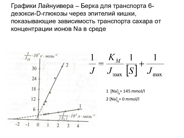 Графики Лайнуивера – Берка для транспорта 6-дезокси-D-глюкозы через эпителий кишки, показывающие