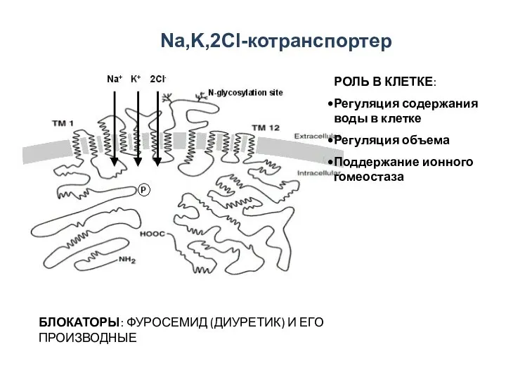 Na,K,2Cl-котранспортер РОЛЬ В КЛЕТКЕ: Регуляция содержания воды в клетке Регуляция объема