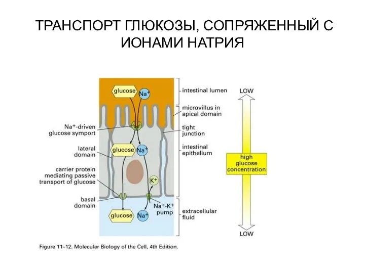 ТРАНСПОРТ ГЛЮКОЗЫ, СОПРЯЖЕННЫЙ С ИОНАМИ НАТРИЯ