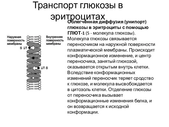 Транспорт глюкозы в эритроцитах Облегчённая диффузия (унипорт) глюкозы в эритроциты с