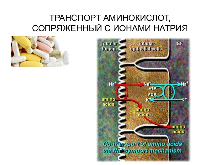 ТРАНСПОРТ АМИНОКИСЛОТ, СОПРЯЖЕННЫЙ С ИОНАМИ НАТРИЯ