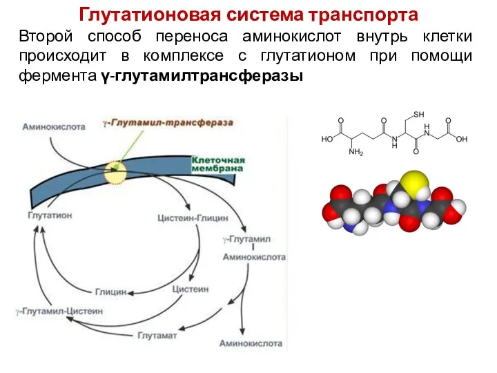 Глутатионовая система транспорта Второй способ переноса аминокислот внутрь клетки происходит в