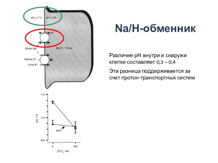 Na/H-обменник Различие рН внутри и снаружи клетки составляет 0,3 – 0,4