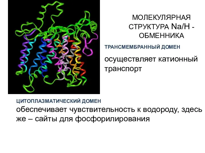 МОЛЕКУЛЯРНАЯ СТРУКТУРА Na/H -ОБМЕННИКА ТРАНСМЕМБРАННЫЙ ДОМЕН осуществляет катионный транспорт ЦИТОПЛАЗМАТИЧЕСКИЙ ДОМЕН