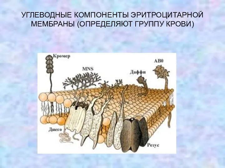 УГЛЕВОДНЫЕ КОМПОНЕНТЫ ЭРИТРОЦИТАРНОЙ МЕМБРАНЫ (ОПРЕДЕЛЯЮТ ГРУППУ КРОВИ)