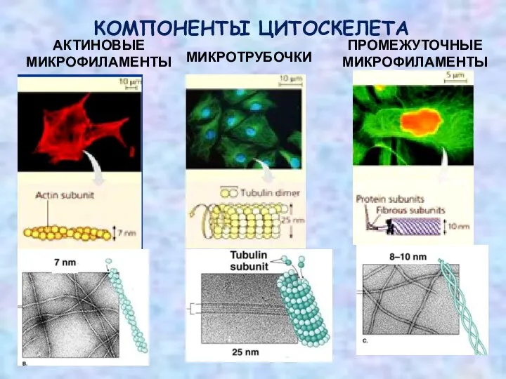 КОМПОНЕНТЫ ЦИТОСКЕЛЕТА АКТИНОВЫЕ МИКРОФИЛАМЕНТЫ МИКРОТРУБОЧКИ ПРОМЕЖУТОЧНЫЕ МИКРОФИЛАМЕНТЫ