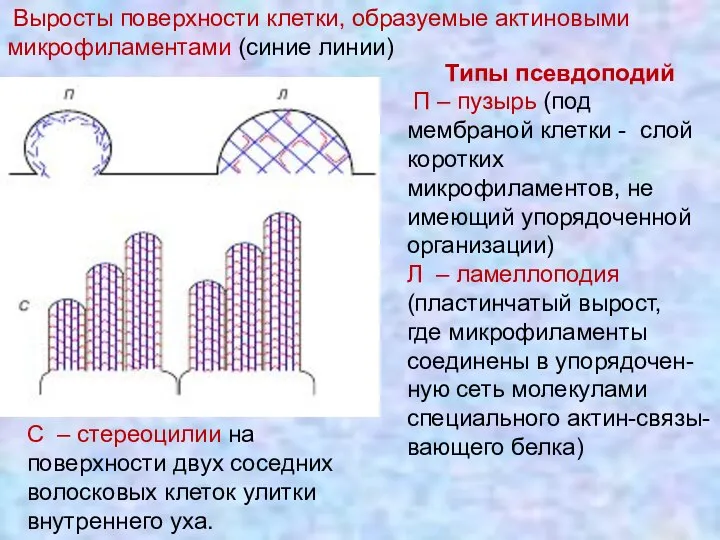 Выросты поверхности клетки, образуемые актиновыми микрофиламентами (синие линии) Типы псевдоподий П