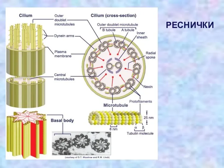 РЕСНИЧКИ