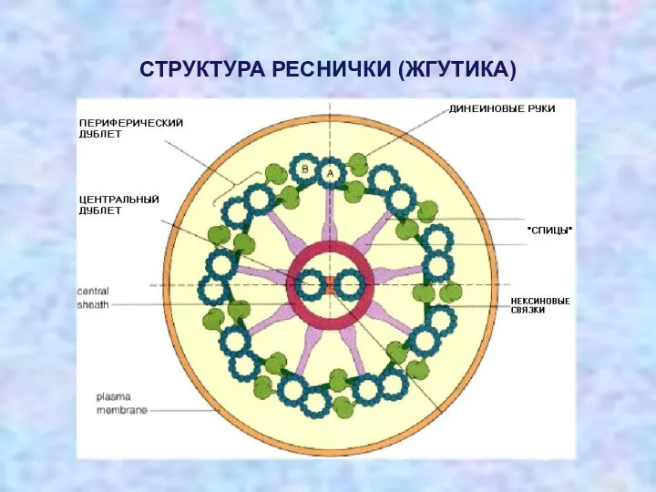 СТРУКТУРА РЕСНИЧКИ (ЖГУТИКА)