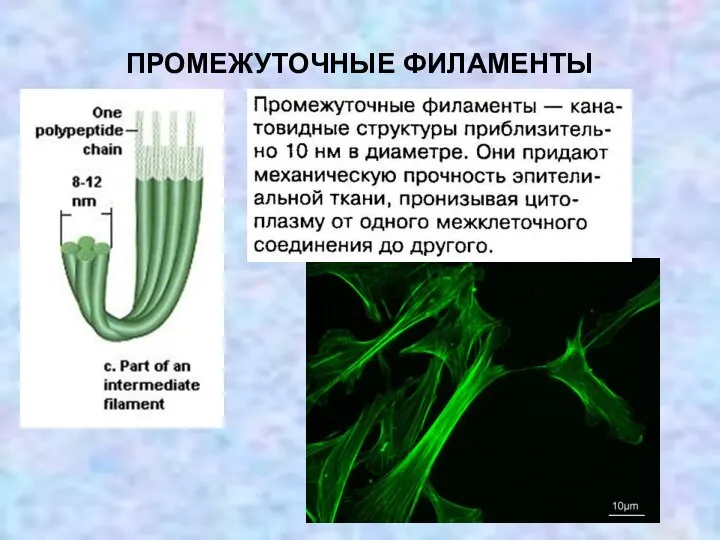 ПРОМЕЖУТОЧНЫЕ ФИЛАМЕНТЫ