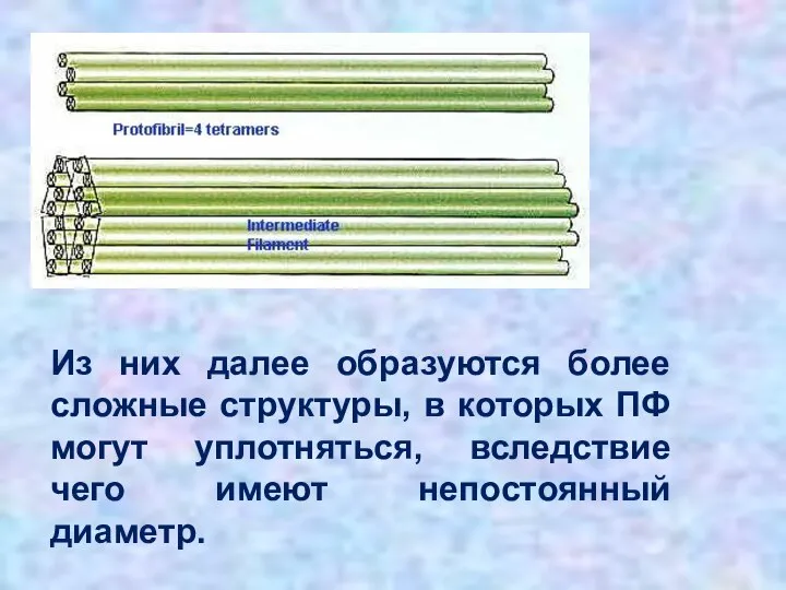 Из них далее образуются более сложные структуры, в которых ПФ могут