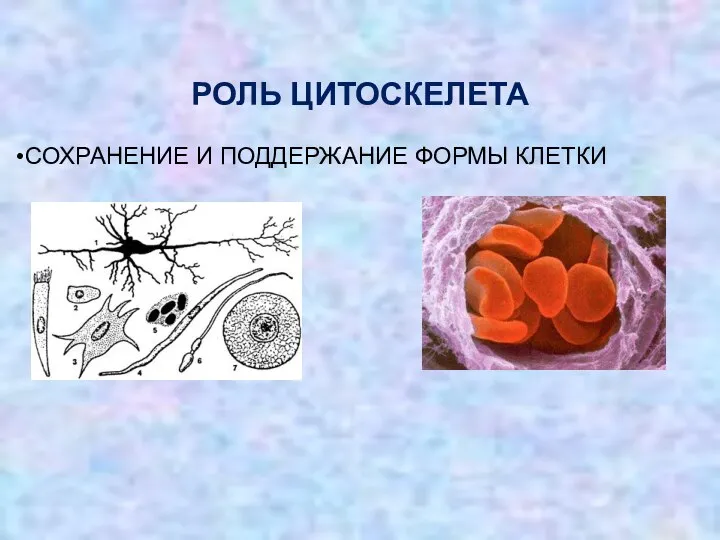 РОЛЬ ЦИТОСКЕЛЕТА СОХРАНЕНИЕ И ПОДДЕРЖАНИЕ ФОРМЫ КЛЕТКИ