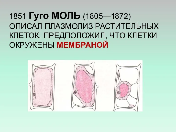 1851 Гуго МОЛЬ (1805—1872) ОПИСАЛ ПЛАЗМОЛИЗ РАСТИТЕЛЬНЫХ КЛЕТОК, ПРЕДПОЛОЖИЛ, ЧТО КЛЕТКИ ОКРУЖЕНЫ МЕМБРАНОЙ