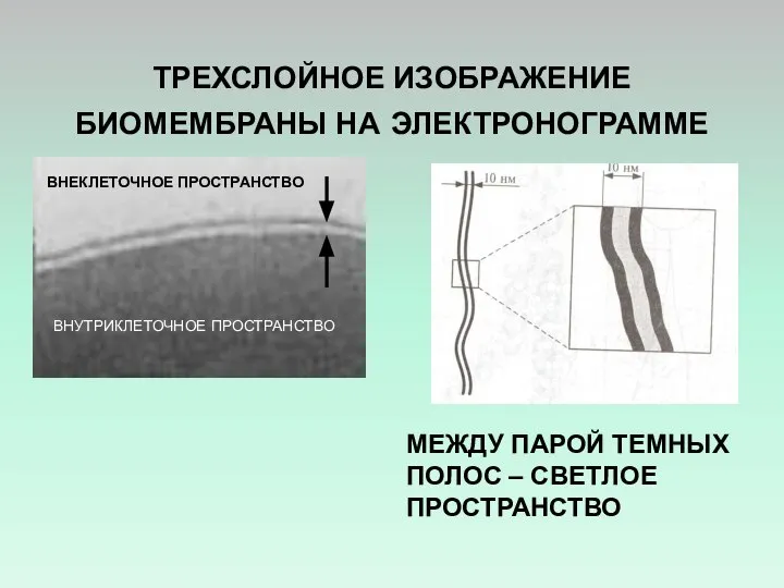 ТРЕХСЛОЙНОЕ ИЗОБРАЖЕНИЕ БИОМЕМБРАНЫ НА ЭЛЕКТРОНОГРАММЕ ВНУТРИКЛЕТОЧНОЕ ПРОСТРАНСТВО ВНЕКЛЕТОЧНОЕ ПРОСТРАНСТВО МЕЖДУ ПАРОЙ ТЕМНЫХ ПОЛОС – СВЕТЛОЕ ПРОСТРАНСТВО