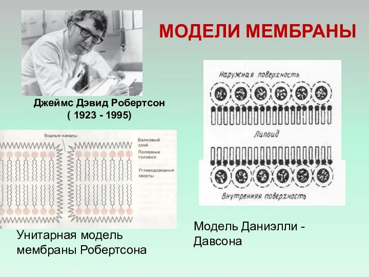 МОДЕЛИ МЕМБРАНЫ Унитарная модель мембраны Робертсона Модель Даниэлли - Давсона Джеймс