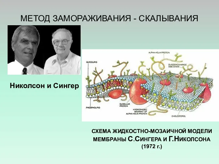 МЕТОД ЗАМОРАЖИВАНИЯ - СКАЛЫВАНИЯ Николсон и Сингер СХЕМА ЖИДКОСТНО-МОЗАИЧНОЙ МОДЕЛИ МЕМБРАНЫ С.СИНГЕРА И Г.НИКОЛСОНА (1972 г.)