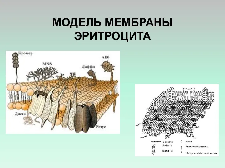 МОДЕЛЬ МЕМБРАНЫ ЭРИТРОЦИТА