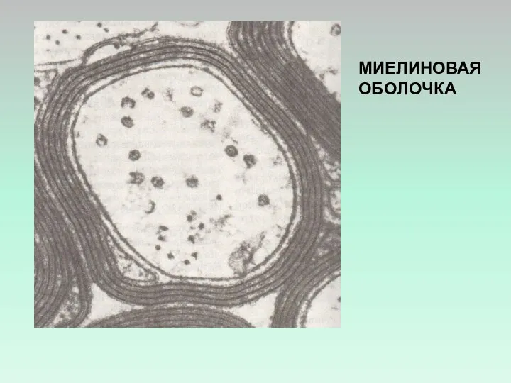 МИЕЛИНОВАЯ ОБОЛОЧКА